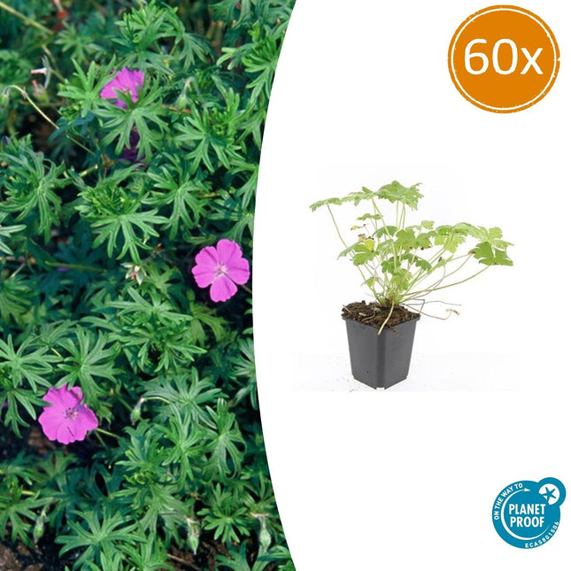 Blut-Storchschnabel Geranium 'Tiny Monster' – ↕10-25cm – Ø9cm – 60 Pflanzen – Kompakte, sommerblühende Staude für Beet, Kübel & Bodendecker – Pflegeleicht & robust