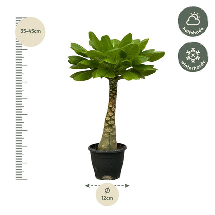 Vulkanpalme Brighamia insignis – Zimmerpflanze 25cm hoch – Ø12cm – Tropische Rarität mit glänzenden Blättern – Pflegeleicht & dekorativ – Auch bekannt als Hawaiianische Palme