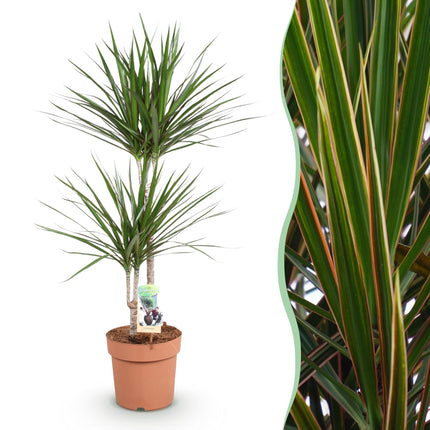Dracaena Marginata – Drachenbaum – 21cm – Höhe 90-100cm – Pflegeleichte grün – rote Zimmerpflanze für moderne Wohnräume und Bürobereiche