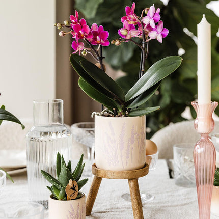 Blumentopf Lavendel Ø9cm – Pflanztopf in sanftem Violett – Für kleine Zimmerpflanzen, Kräuter, Sukkulenten & Mini – Arrangements – Stilvoll & robust