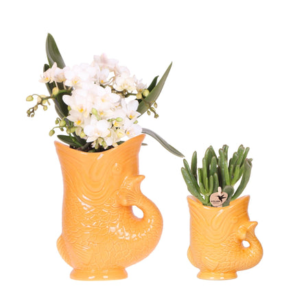 Pflanzset Weiße Nazaré Orchidee & Sukkulente Crassula Hobbit – In orangefarbenen Fish Keramiktöpfen Ø9cm & Ø6cm – Mediterranes Zimmerpflanzen Duo