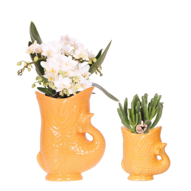 Pflanzset Weiße Nazaré Orchidee & Sukkulente Crassula Hobbit – In orangefarbenen Fish Keramiktöpfen Ø9cm & Ø6cm – Mediterranes Zimmerpflanzen Duo