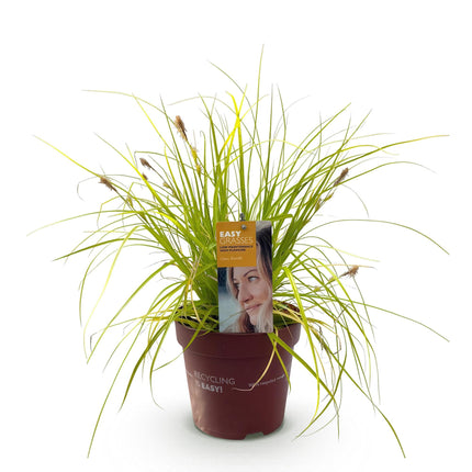 Ziergras Segge Carex oshimensis Everillo – Leuchtend Gelb – Immergrün & winterhart – Höhe ca. 50cm – 17cm – Farbintensives Gras für Beet & Kübel