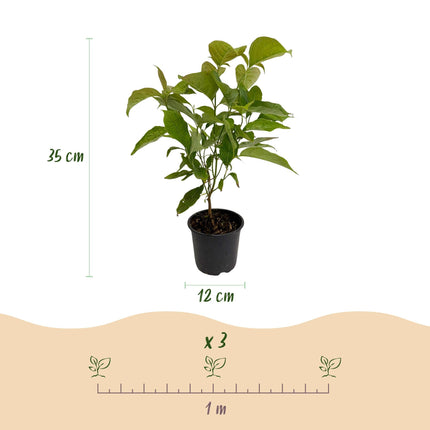Cornus mas – 12cm – Höhe ca. 35cm – Gelbe Frühjahrsblüte & dunkelgrünes Laub – Laubabwerfender pflegeleichte Kornelkirsche für Beet, Balkon & Terrasse