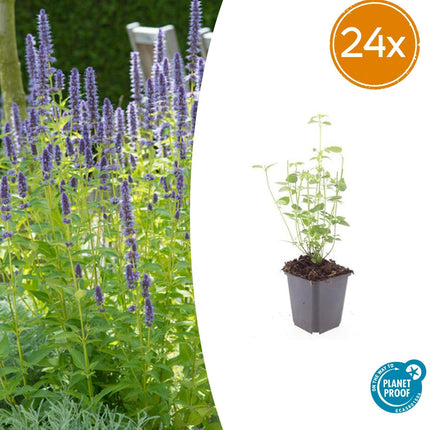Agastache ‘Black Adder’ – 24 Pflanzen – ↕10-25cm – Ø9cm – Duftende Staude – Dunkelviolette Blüte – Bienenfreundlich – Pflegeleicht – Für sonnige Beete