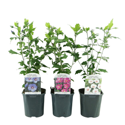 Hibiscus syriacus Tricolour – 3 Pflanzen 17cm – ca. 45cm hoch – Garteneibisch mit rosa, weißen & blauen Blüten – Winterharter Strauch – Pflegeleicht für Garten & Hecke