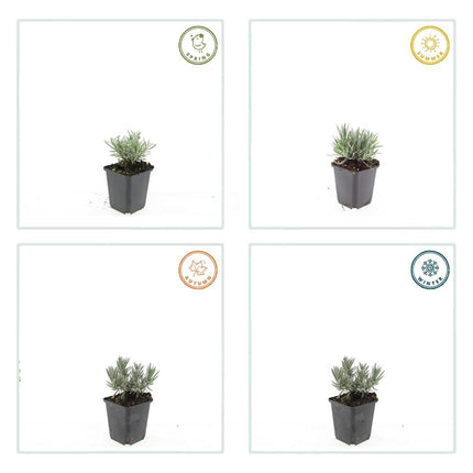 Weißer Lavendel Lavandula int. ‘Edelweiss’ – ↕10-25cm – Ø9cm – 20 Pflanzen – Winterhart & pflegeleicht – Duftende Blüten – Für Beete, Töpfe & Steingärten