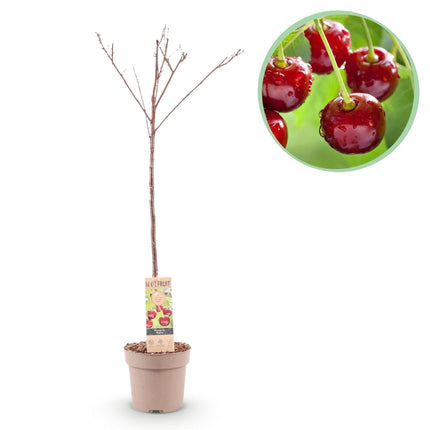 Kirschbaum Prunus avium Regina – Rote Kirsche – Obstbaum im Ø21cm – Höhe ca. 90cm – Süße Kirschen, pflegeleicht & gesund – Perfekt für Garten & Balkon