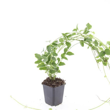 Vinca major 'Variegata' – immergrüner Bodendecker – 24 Pflanzen – weiß-grün panaschiertes Laub – violette Blüten – winterhart & pflegeleicht