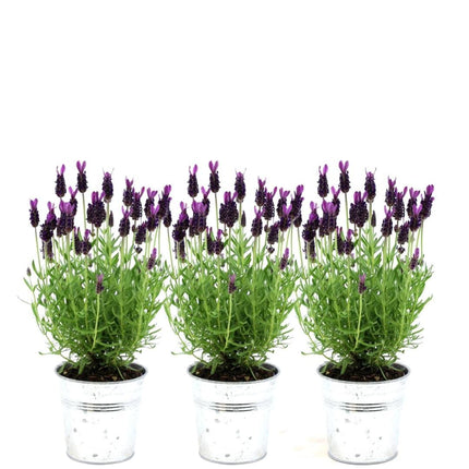 Französischer Lavendel Lavandula stoechas Anouk – Duftender Schopflavendel – 13cm Dekotopf 'Old Look' – 3 Pflanzen – Winterhart & Pflegeleicht
