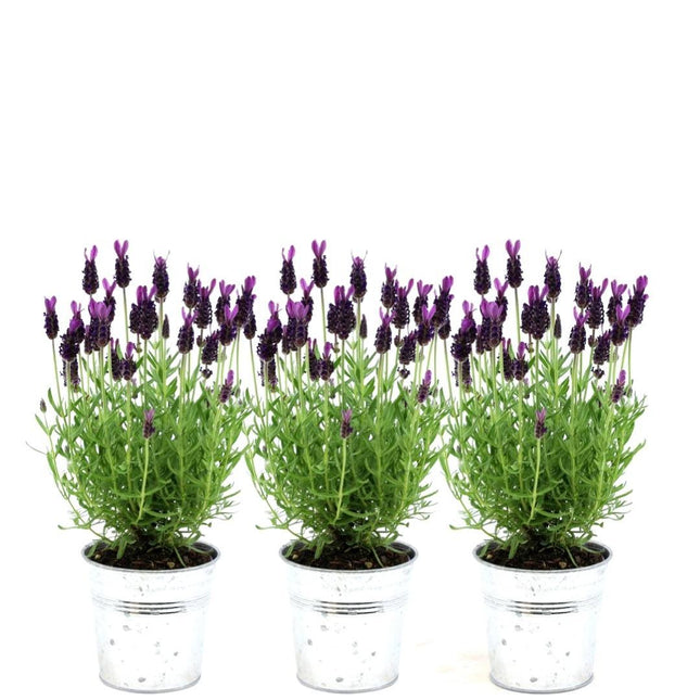 Französischer Lavendel Lavandula stoechas Anouk – Duftender Schopflavendel – 13cm Dekotopf 'Old Look' – 3 Pflanzen – Winterhart & Pflegeleicht