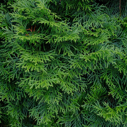 Lebensbaum Thuja occidentalis Smaragd – Immergrüne Heckenpflanze – 8 Pflanzen – 1 m – 9 cm Höhe 30–35 cm – Schnellwachsend & Pflegeleicht