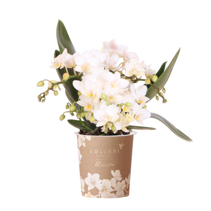 Weiße Phalaenopsis Orchidee Nazaré – Ø9cm – Elegante Zimmerpflanze – Pflegeleicht & Blühfreudig – Ideal für Küche, Wohnzimmer & Büro