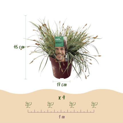 Grünweiße Segge – Carex oshimensis 'Everest' – 4 Pflanzen – Immergrün – Ziergras mit weißem Blattrand – Pflegeleicht – Ø17cm – Höhe ca. 50 cm