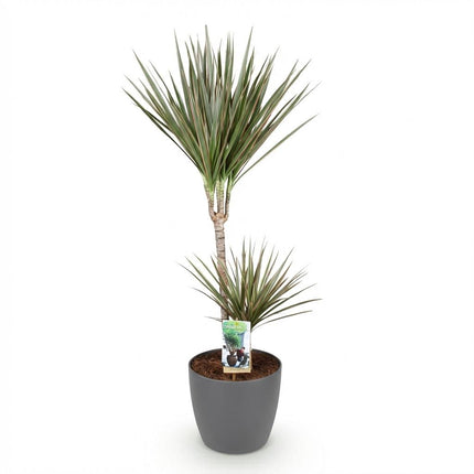 Dracaena Marginata Bicolor Drachenbaum Zimmerpflanze mit grauem Topf Ø21cm Höhe 90-100cm Pflegeleicht große Grünpflanze für Zimmer & Büro Raumdeko