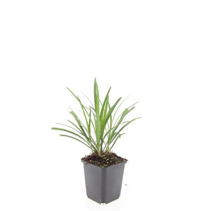 Liriope muscari 'Ingwersen' – Bodendecker – 24 Pflanzen –  Ø9cm – ↕10–25cm – Immergrün & winterhart – Violette Blüte – Für Sonne & Schatten – Pflegeleicht
