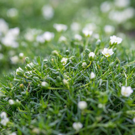 Sagina subulata – Irisches Moos – 24 Pflanzen – ↕10–25 cm – Ø9 cm – Immergrüner Bodendecker, pflegeleicht, sonnig bis halbschattig