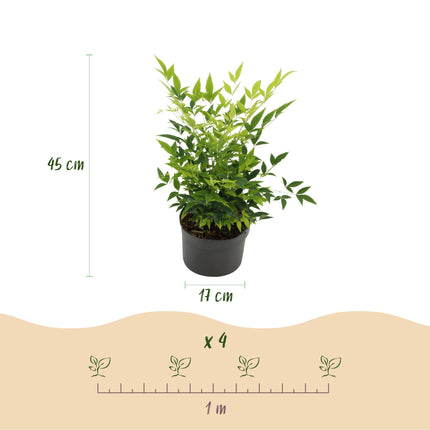 Heiliger Bambus Nandina Lemon & Lime – 17cm Höhe ca.45cm – Immergrün & farbintensiv – Gelbgrünes Laub – Pflegeleichter dekorativer Zierstrauch