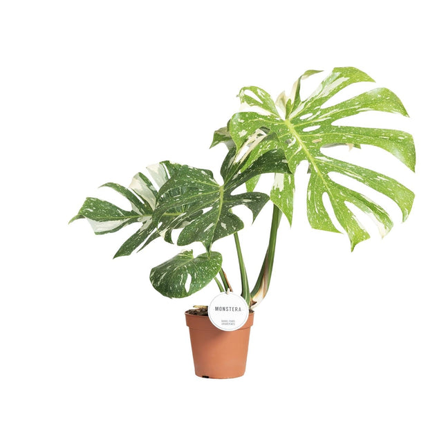 Fensterblatt – Monstera Thai Constellation – Zimmerpflanze – Ø15cm – ↕40–50cm – Seltene Panaschierung & dekorative Blattform – Pflegeleicht & luftreinigend