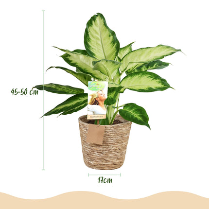 Dieffenbachia Camilla – 2 Pflanzen – 45-50cm – 17cm – Pflegeleichte Zimmerpflanzen mit creme – grün gemusterten Blättern