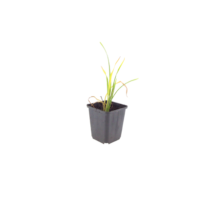 Hemerocallis Stella de Oro – 48 Pflanzen – Ø9cm – Höhe 10-25cm – Winterharte Taglilie – Goldgelbe Dauerblüte – Pflegeleicht für Beet & Steingarten