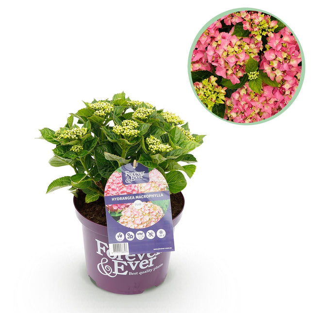 Hortensie Hydrangea macrophylla Forever & Ever Rosa – Balkonpflanze – 7-12 Blüten – Topf 23cm – Höhe 55cm – Langlebige Blüten