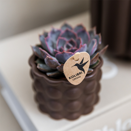 Pflanzenset Cotton Braun – Weiße Phalaenopsis Orchidee Ghent & 2 Sukkulenten – Keramische Übertöpfe Ø6, Ø9 & Ø12cm – Elegantes Pflanzenset für Zuhause