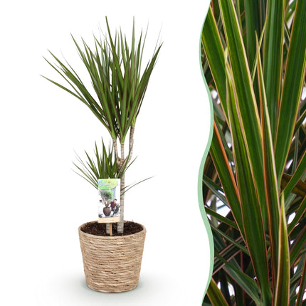 Dracaena Marginata – 70-80cm – 17cm inkl. Naturkorb – Pflegeleichter Drachenbaum – Grün mit roten Rändern