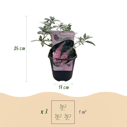 Schmetterlingsstrauch Buddleja davidii Pink Delight – Rosa Blüten – Schmetterlingsfreundlich – Laubabwerfend – 17 cm x H25 cm – Pflegeleicht