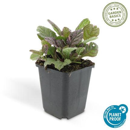 Ajuga reptans 'Burgundy Glow' – 24 Pflanzen – ↕10-25cm – Ø9cm – Kriechender Günsel – Bunter Bodendecker mit blauen Blüten