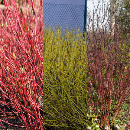 Cornus alba Sträucher 3 Pflanzen – Flaviramea, Kesselringii & Sibirica – Auffällige farbige Zweige in Gelb, Rot & Lila – 17cm – Höhe ca. 45cm – Winterhart & pflegeleicht für Garten & Beet