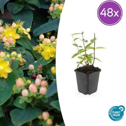 Hypericum inodorum 'Annebel' – 48 Pflanzen – ↕10-25 cm – Ø9 cm – Gelber Sommerblüher – Pflegeleichter, winterharter Strauch