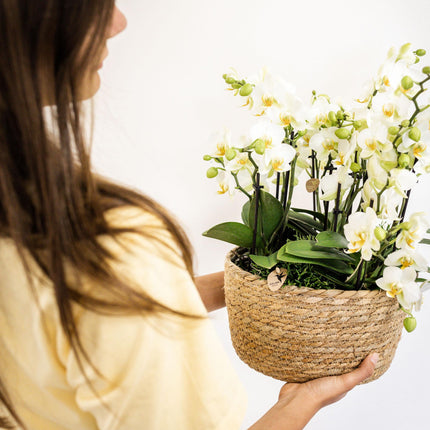 Weißes Pflanzenset im Baumwollkorb – 3 Orchideen Lausanne & 3 Grünpflanzen – Ø9cm – Mit autarkem Wassertank – Dekoratives Pflanzenarrangement