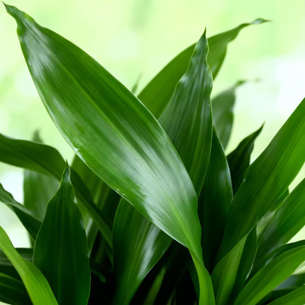 Dracaena fragrans Steudneri – 50-55cm – 17cm – Pflegeleichter Drachenbaum – Grüne Zimmerpflanze für Wohnzimmer, Büro & Schlafzimmer