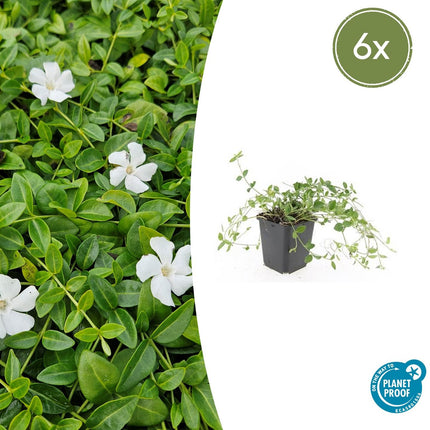 Kleines Immergrün Vinca minor 'Gertrude Jekyll' – ↕10-25cm – Ø9cm – 6 Pflanzen – Weiße Blüten – Immergrüner Bodendecker