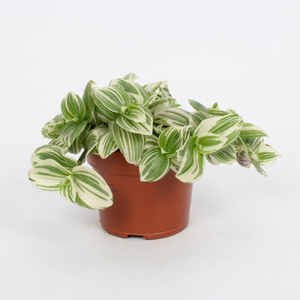 Tradescantia Albiflora 'Giant White Beach' Ø12cm – Hänge- & Zierpflanze – Breite grüne Blätter mit silberweißen Streifen – Zimmerpflanze 17cm