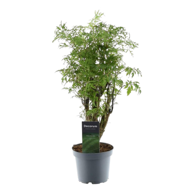 Polyscias Hawaiiana Ming 45cm – Ø12cm – Zimmerpflanze mit dichtem, tiefgrünem Blattwerk – Pflegeleicht & ideal für Wohnzimmer, Büro & Innenräume