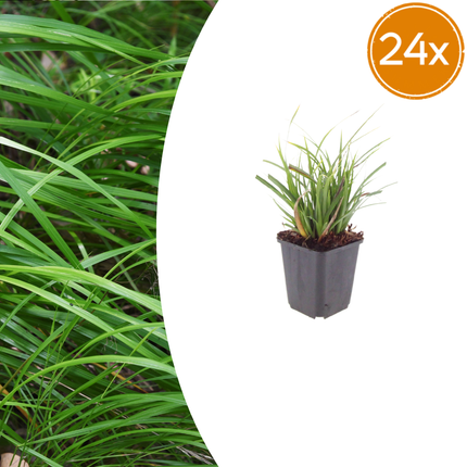 Japan – Segge Carex morrowii – 24 Pflanzen – Immergrünes Ziergras für Schatten & Halbschatten – Bodendecker für Beet & Garten – 10-25cm – Ø9cm