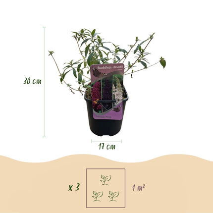 Schmetterlingsstrauch Buddleja davidii Tricolour – 3 Pflanzen – 1 m² – Blüten Rosa, Weiß & Lila – Schmetterlingsanlockend – 17 cm x H30 cm – Pflegeleicht & Bienenfreundlich