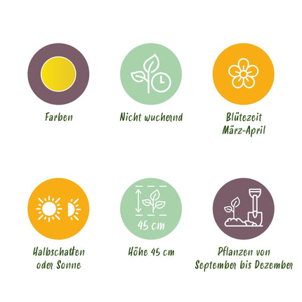 Blumenzwiebeln Narzisse Yellow – 40 Blumenzwiebeln  – Gelb blühende Narzissen – Frühblühende Blumenzwiebeln für Beet, Balkon & Terrasse