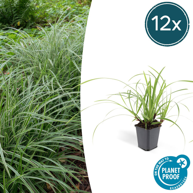 Weißrandige Segge Carex morrowii 'Ice Dance' – ↕10-25cm – Ø9cm – 12 Pflanzen – Immergrünes Ziergras als Bodendecker für Sonne & Schatten – Pflegeleicht & winterhart
