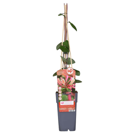 Waldgeißblatt – Lonicera periclymenum ‘Belgica’ – Ø15cm x ↕65cm – Stark duftende Kletterpflanze mit rot – weißen Blüten – Pflegeleicht & winterhart