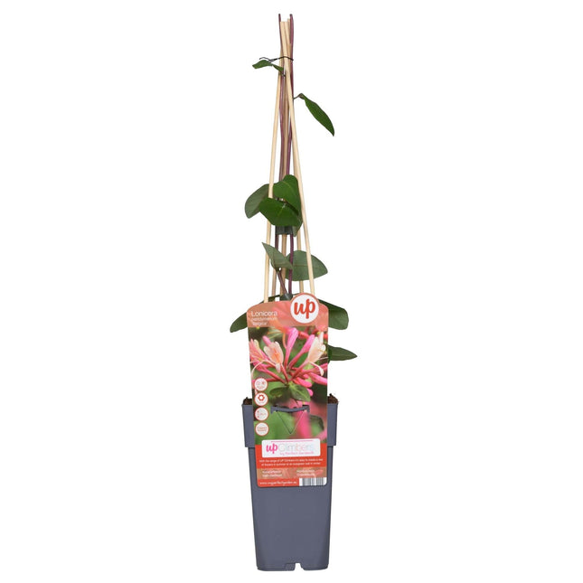 Waldgeißblatt – Lonicera periclymenum ‘Belgica’ – Ø15cm x ↕65cm – Stark duftende Kletterpflanze mit rot – weißen Blüten – Pflegeleicht & winterhart