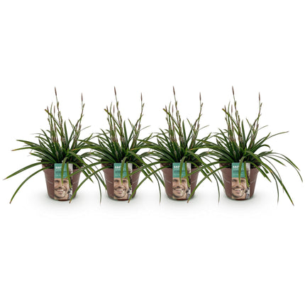 Japan – Segge Carex morrowii Irish Green – 4 Pflanzen 17cm – ca. 50cm hoch – Immergrünes Ziergras grün – gelb – pflegeleicht