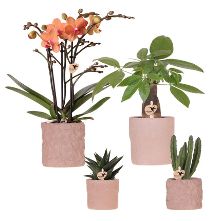 Set aus Bolzano-Orchidee & Sukkulente – In dekorativen Keramiktöpfen Ø9cm & Ø6cm – Blühende Zimmerpflanzen – Geschenkidee – Pflegeleicht – Frisch vom Züchter