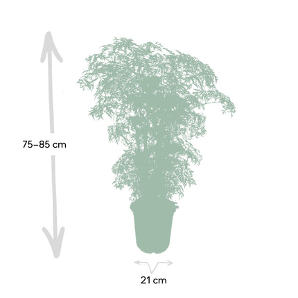 Polyscias Fruticosa – Aralia Zimmerpflanze – Ø21cm – ↕75cm – Tropische Grünpflanze mit feinem, filigranen Laub – Pflegeleicht & luftreinigend