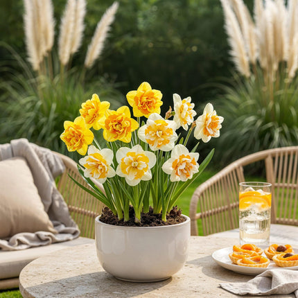 Blumenzwiebeln Narcissus Double Mix – Gelb & Weiß – 10 Stück – Zwiebelgröße 12/14 – Gefüllte Narzissen für Garten, Balkon & Terrasse – Frühjahrsblüher