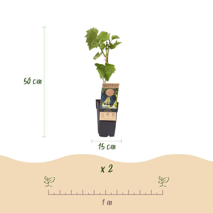 Weinrebe Vitis vinifera Boskoop Glory – Blaue Traube – 2 Pflanzen – Obstpflanze – 15cm – Höhe 50cm
