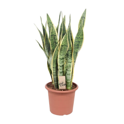 Bogenhanf – Sansevieria Trifasciata Laurentii – Ø25cm x ↕85cm – Schwiegermutterzunge mit gelb gerandeten Blättern – Luftreinigende & pflegeleichte Zimmerpflanze für Wohnzimmer & Büro