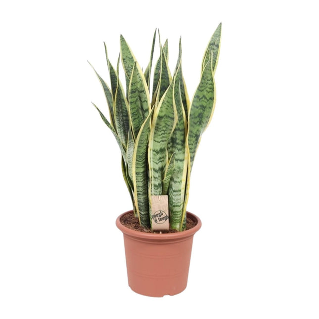 Bogenhanf – Sansevieria Trifasciata Laurentii – Ø25cm x ↕85cm – Schwiegermutterzunge mit gelb gerandeten Blättern – Luftreinigende & pflegeleichte Zimmerpflanze für Wohnzimmer & Büro